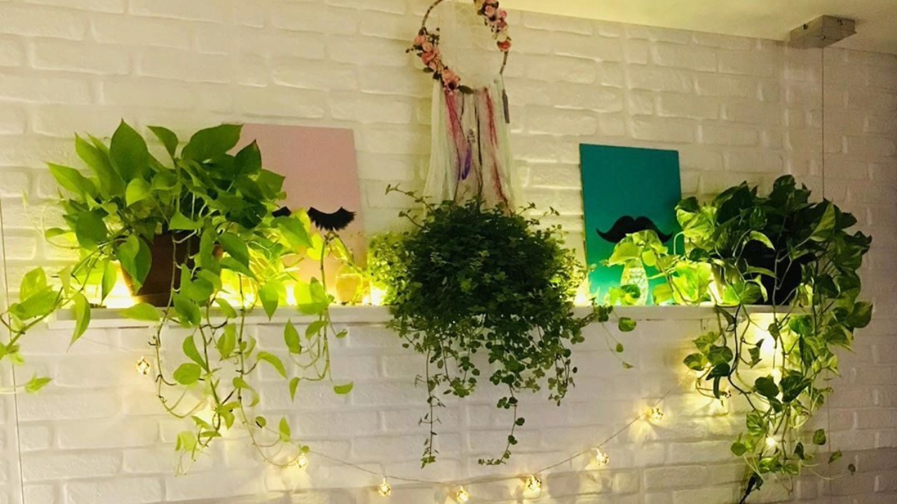 How to choose and care for the best indoor plants