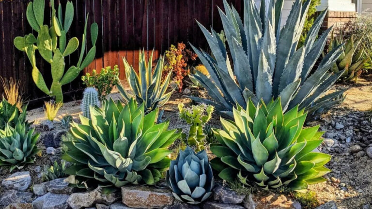 Plantas que Amam o Sol