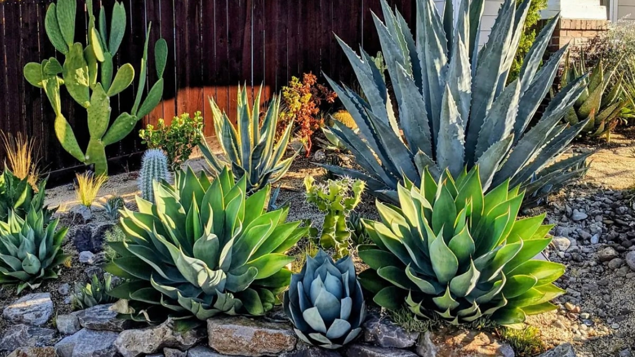 Choisir les meilleures espèces pour les jardins ensoleillés